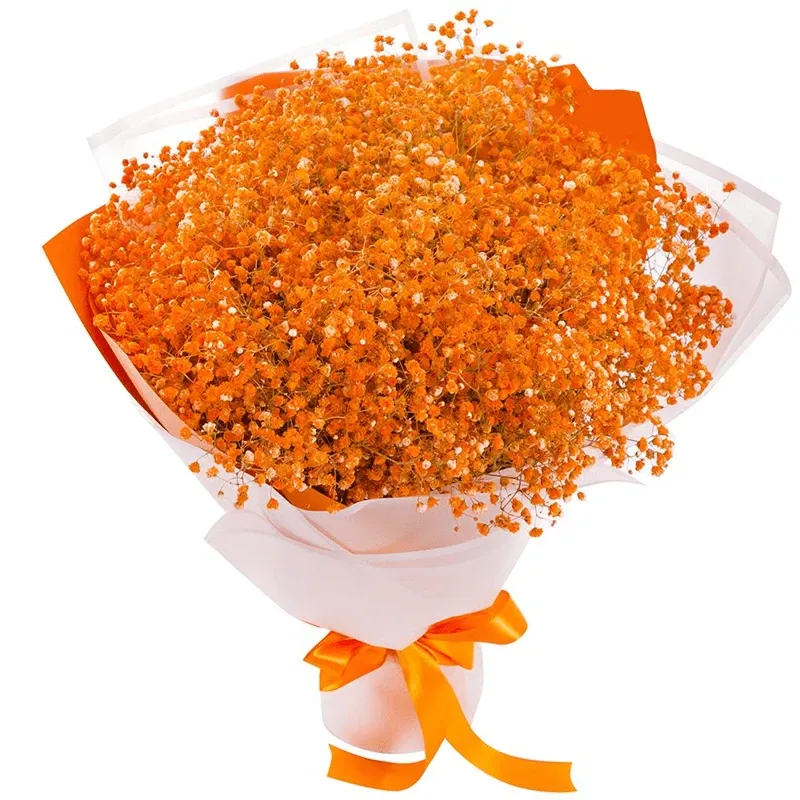 Гипсофилы оранжевые